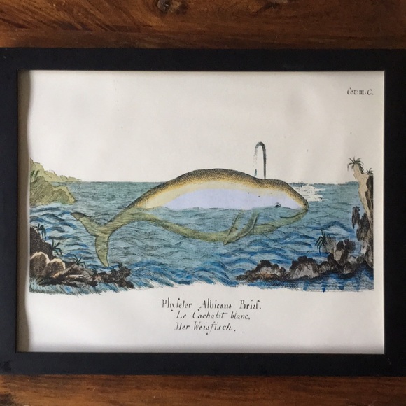 Beluga Whale Framed Wall Art - Very Cute White Whale Swimming - Picture 3 of 6